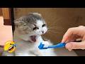 絶対に笑うなチャレンジ😆 動物神回2026 🐶🐱