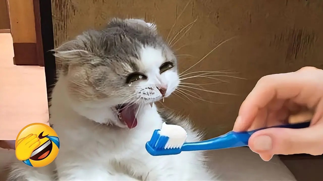 絶対に笑うなチャレンジ😆 動物神回2026 🐶🐱