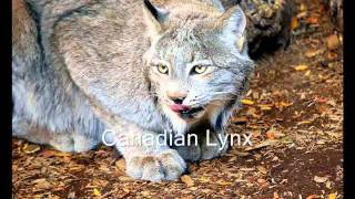Biomes and their Animal