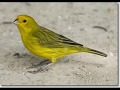 CANTOS DE AVES SILVESTRES JILGUEROS PARDILLOS CANARIOS AVES CABECITA NEGRA