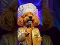 From Gourmet Chef to Rap Star in 2 seconds! Does your dog have high-end taste too?#dogvideos #dogtv