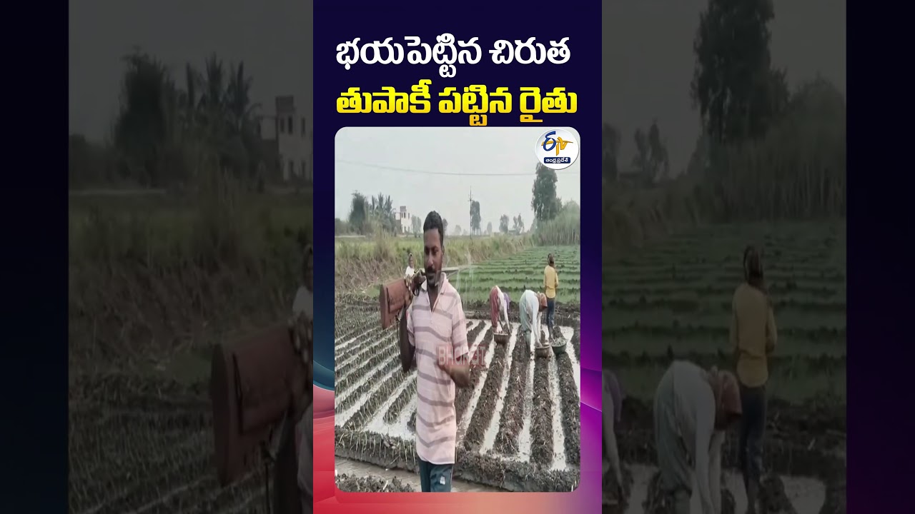 Farm Laborers Terrified Of Leopard Attack | Farmer Provides Protection with Gun