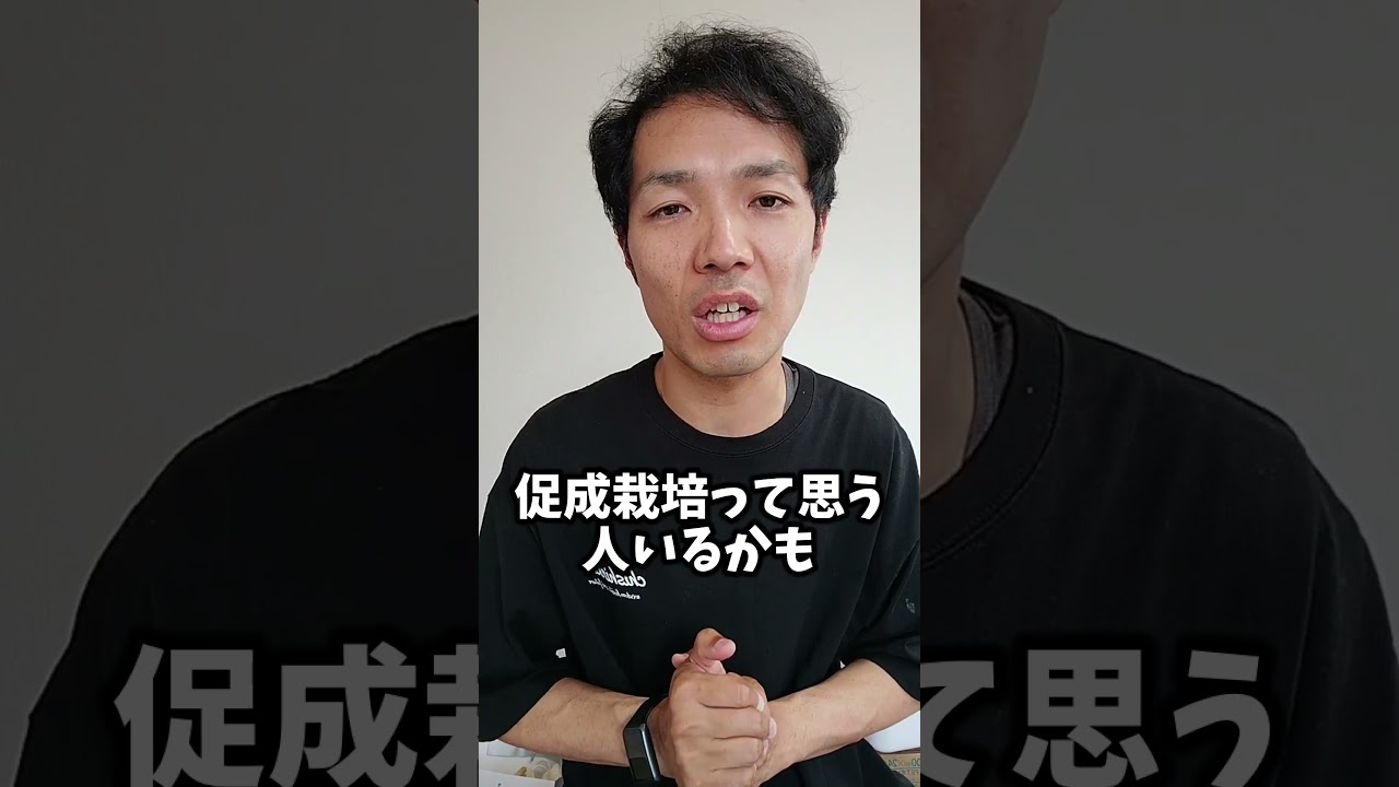 電照菊が抑制栽培である理由#地理
