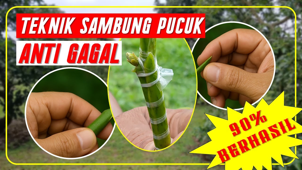 Самый эффективный метод прививки авокадо! 💥 Гарантия почти 100% успеха