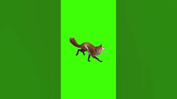 3D Animated Animals Running Green Screen For Editing For Free