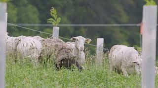 Spring Green Campus North Farm