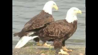 Waylon Jenningsbob Wills Is Still The King