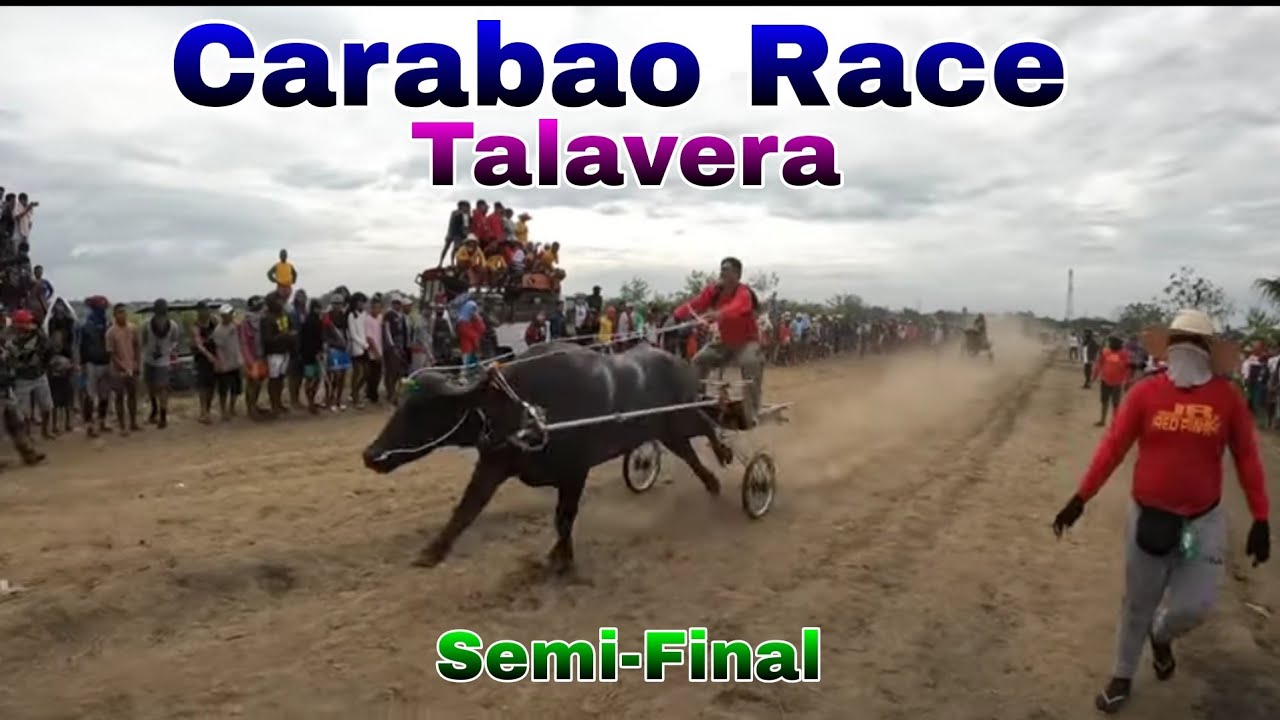 EP,520. Carabao Race Talavera Semi-Final - YouTube