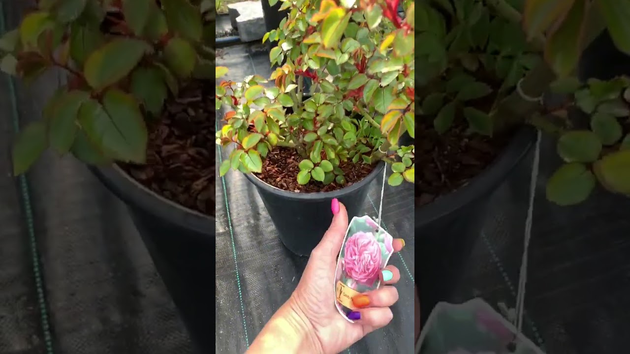 Роза Канди Рококо (Candy Rokoko) Тантау