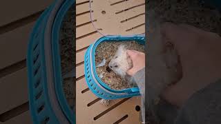 How I Spot Clean My Hamsters Enclosure