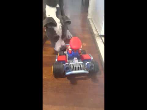 Rumi vs Mario