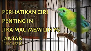 Cucak Ranting Anda Pasti Jantan, jika Punya Ciri Berikut