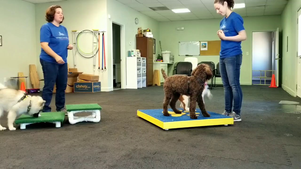 Puppy Camp Group Training Sessions