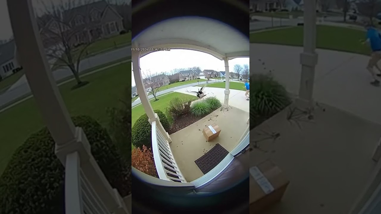 Turkey Attacks Delivery Driver!