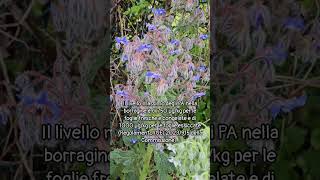 #borragine #foraging #garden #plants #nature #science #borage #food #flowers #giardino #botany