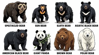 Every Bear Species Explained 🐻 in 8 minutes |