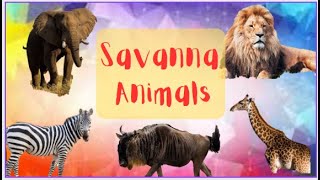 Savanna Animals ||African Animals || Animals of Savanna grassland || #preschoollearning