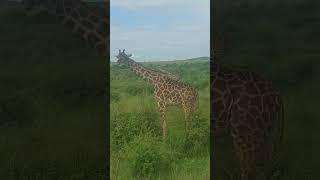 Herd of giraffes in Tanzania, Africa #shorts #shortsvideo #tanzania