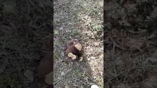 Finlandiyada Vahşi Yaşam.