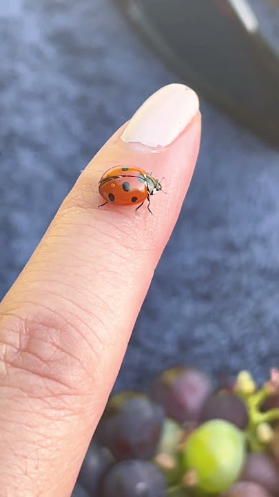 Let if fly #ladybug #shorts