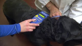 On Your Side: Animal advocates warn pet owners to check their microchips after Texas company clos...