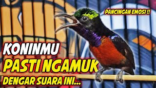 PANCINGAN KOLIBRI NINJA GACOR FULL MATERI ISIAN MEWAH !! TERAPI KONIN BAHAN AGAR CEPAT BUNYI