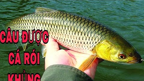 CÂU BOILI LÊN CÁ RÓI - NGỌC CHINHFISHINH