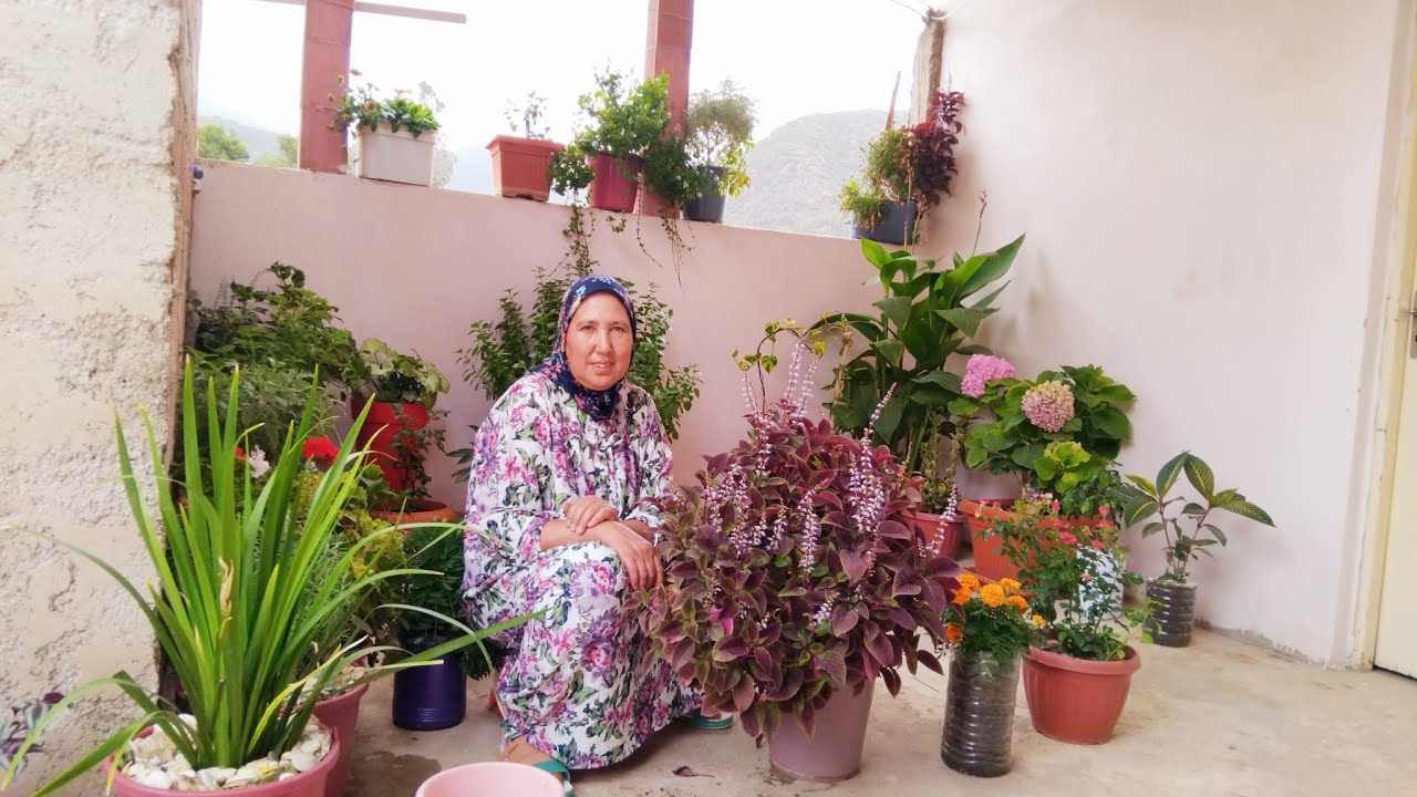 أمي إيطو  شاركات معكم طريقتها للعناية بالنباتات والأزهار و غرس النبات بالتفصيل وكيفية المحافضة عليه