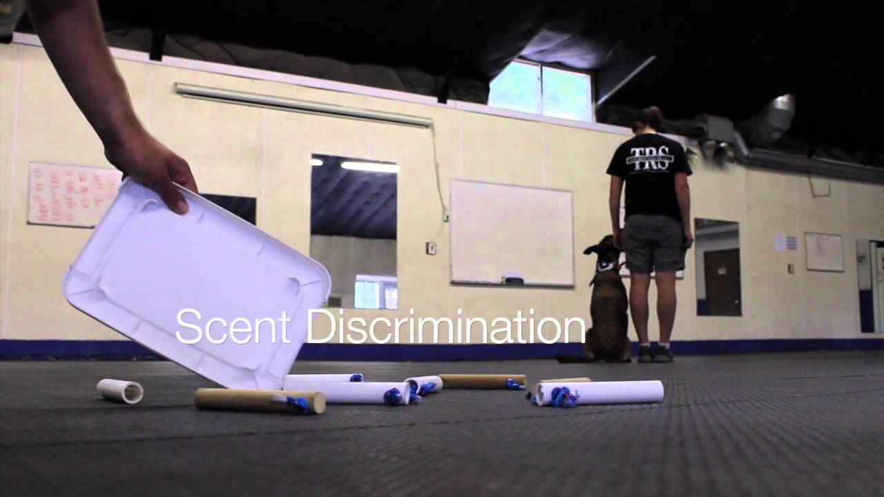 Carolyn Cabot, Certified Master Dog Trainer YouTube