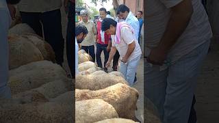 desi bhed cutting ki sheep bakra mandi jaipur #desi #sheep #goat #mandi #trending #viral #shorts