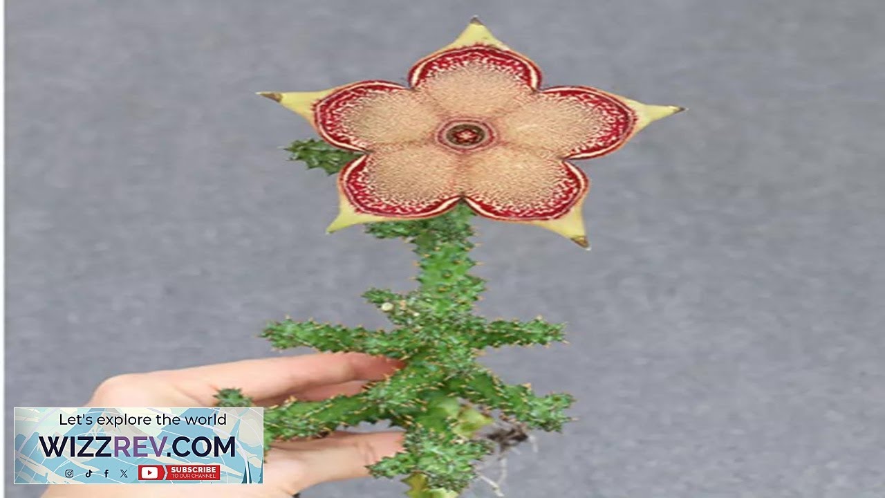 Edithcolea grandis Succulent potted plants Home decorating plants high5 7cm eBay Review