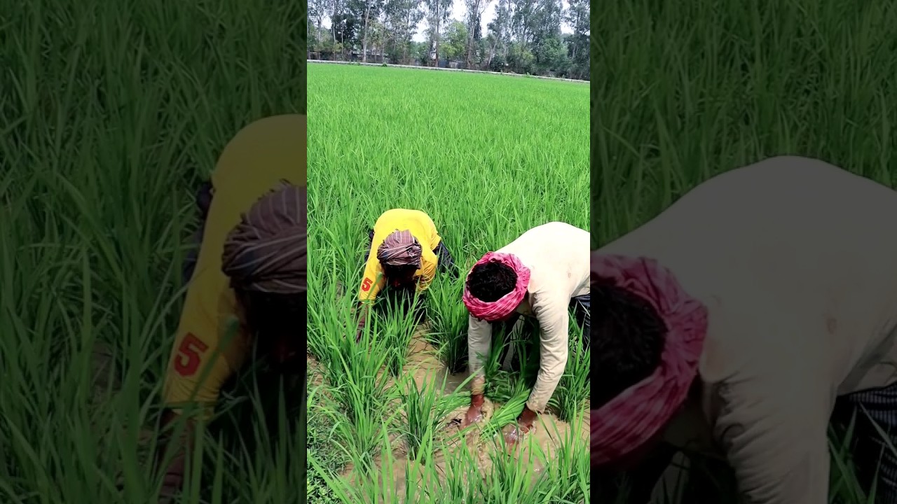 Stirring Soil Helps in Better Root Growth 