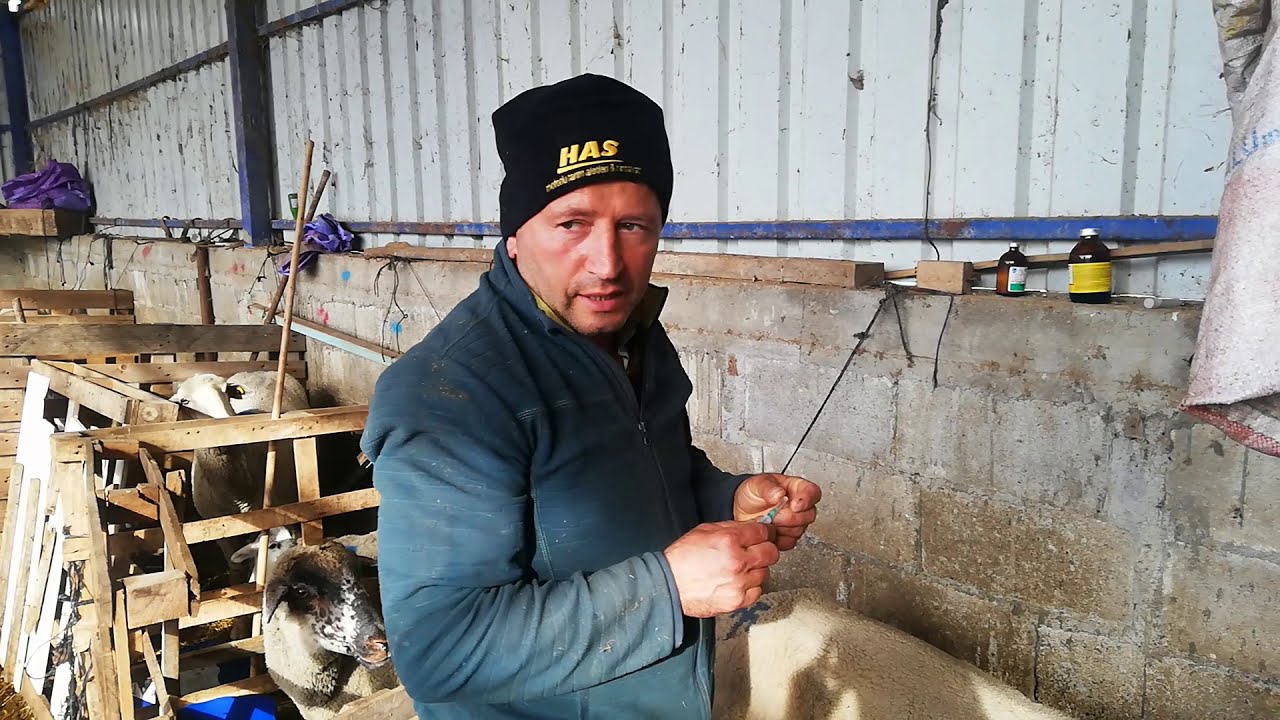 Koyunlara iğne pratik olarak nasıl yapılır