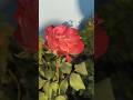 Rose...Day 4 #garden #gardening #rose #bonsai #trending #shots #like #suscribe #ytshorts