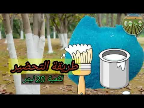 طلاء سيقان الأشجار بالكلس والجنزارة