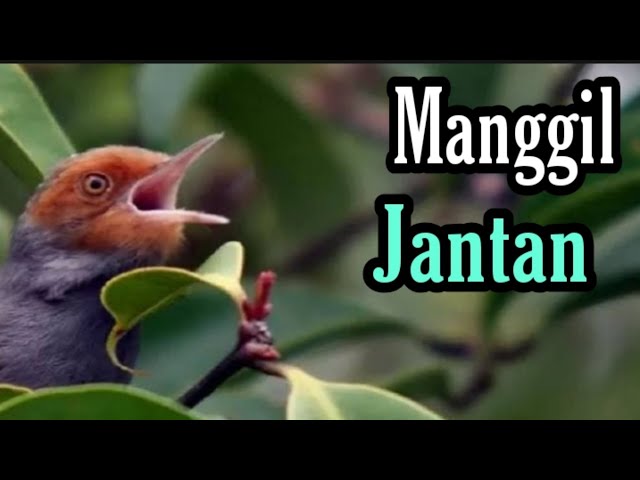 Suara burung prenjak betina memanggil jantan class=