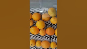 Complete Citrus Cleaning & Processing Plant by Facet Engineering | Turnkey Post-Harvest Solution