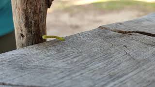 Rups Kruipt Zoals In Cartoon