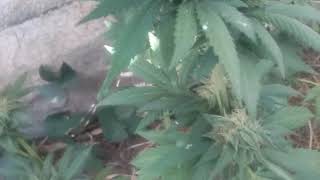 Outdoor Near Harvest Update
