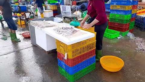 Bất ngờ chưa hải sản chợ đầu mối Bình Điền cá sặc cá lóc ghẹ cua lươn mực sò lông xổ rẻ 