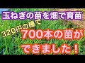 玉ねぎの苗を畑で育苗しました。2袋で320円の種から700本の苗ができました。種まきから苗ができるまで48日間の記録
