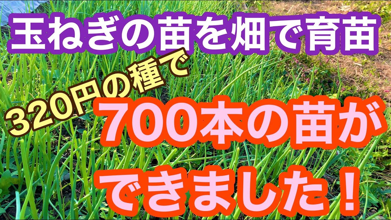 玉ねぎの苗を畑で育苗しました。2袋で320円の種から700本の苗ができました。種まきから苗ができるまで48日間の記録