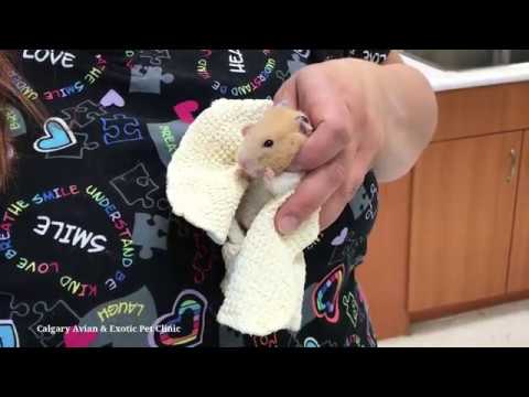 Video: Antibiotics-Induced Enteritis Sa Hamsters