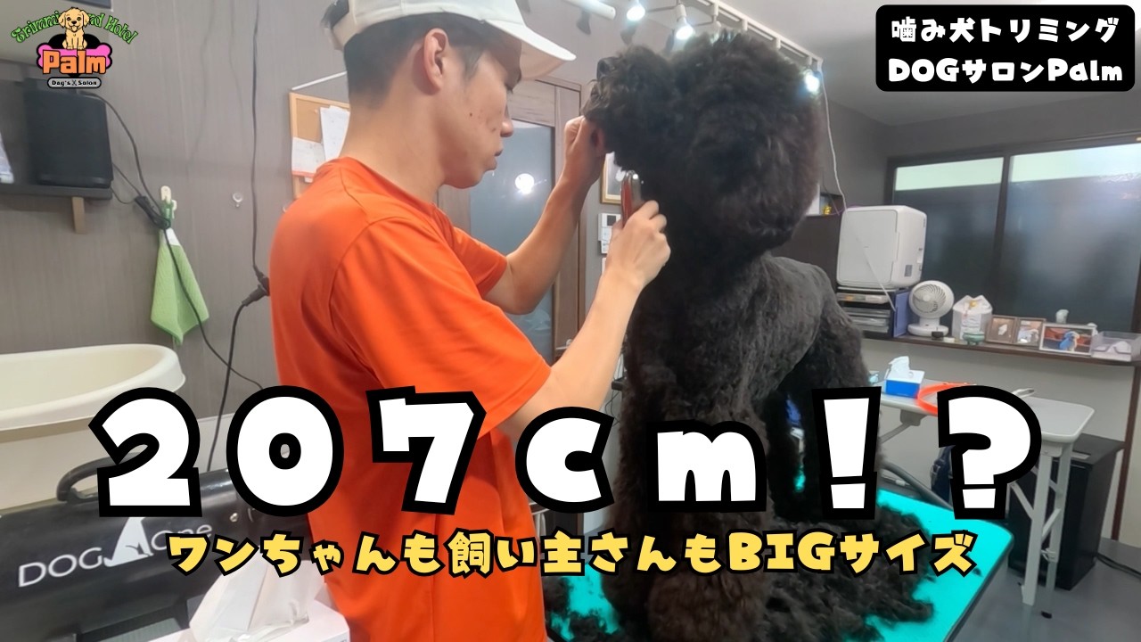 【初来店】久々のBIGサイズ!スタンダードプードル