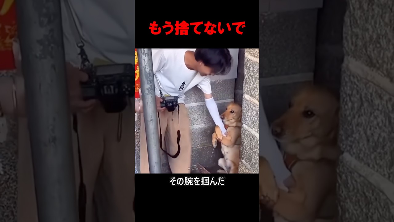 保護施設に来た記者の腕にしがみつく犬#shorts #dog#保護犬 #犬との暮らし