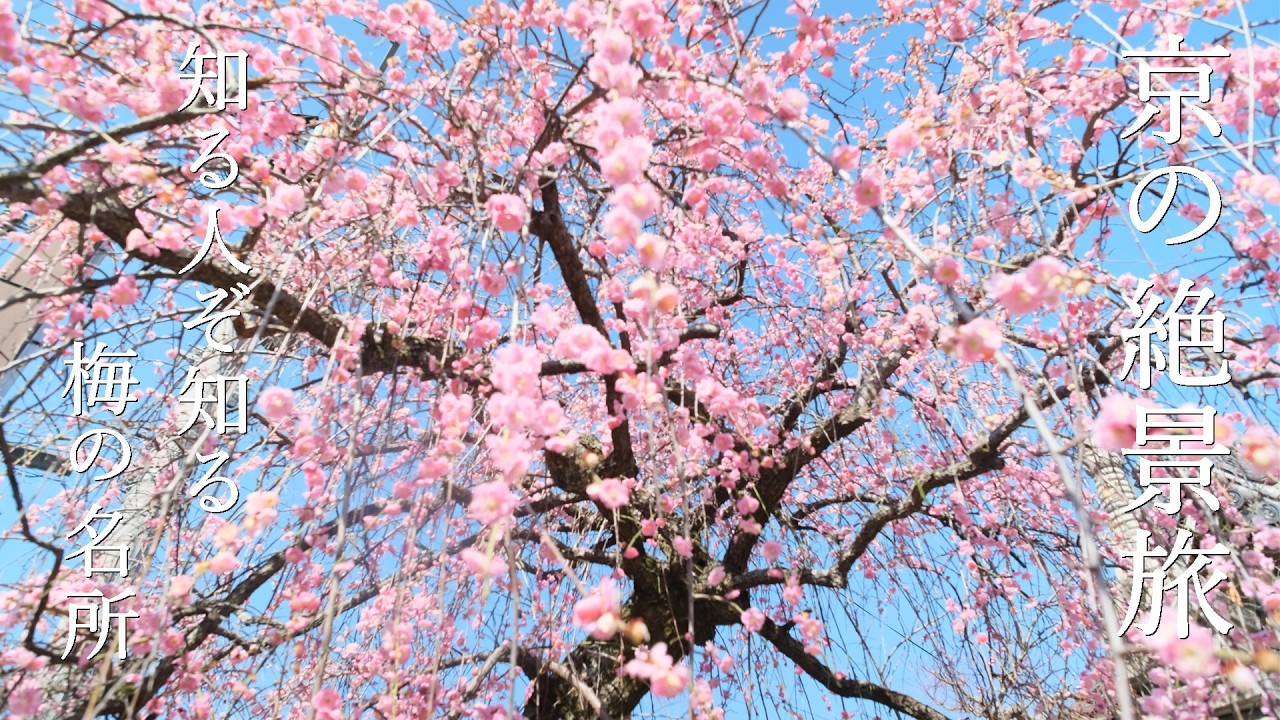 今見頃　京都 隠れ名所で静かに愉しむ春の絶景旅
