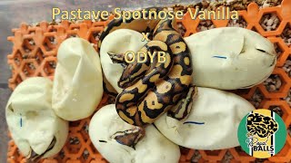 Breeding Ball Pythons; Clutch 6, Pastave Spotnose Vanilla x ODYB Profile