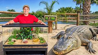 My Alligators Get a New Pet
