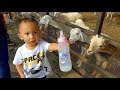 Bermain bersama anak kambing lucu di Kuntum Farm Field Bogor | Nursery Rhymes