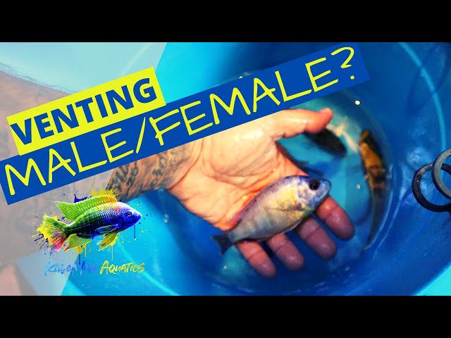 Venting African Cichlids - Most accurate way to determine Fish Male and  Female Difference 